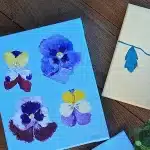 pansy